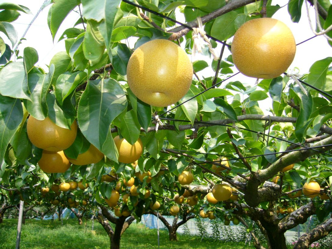 Nashi Pear Hosui
