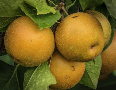 Pyrus pyrifolia 'Kosui' - PumpkinSky, CC BY-SA 4.0, via Wikimedia Commons