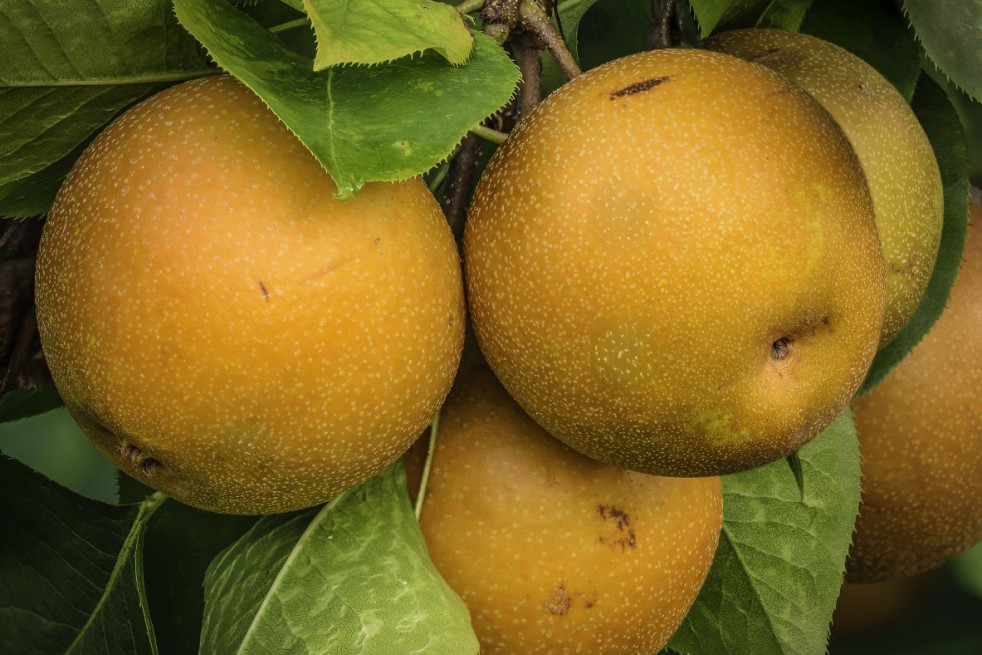 Pyrus pyrifolia 'Kosui' - PumpkinSky, CC BY-SA 4.0, via Wikimedia Commons Pyrus pyrifolia 'Kosui' - PumpkinSky, CC BY-SA 4.0, via Wikimedia Commons