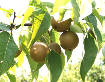 Pyrus pyrifolia 'shinseiki'