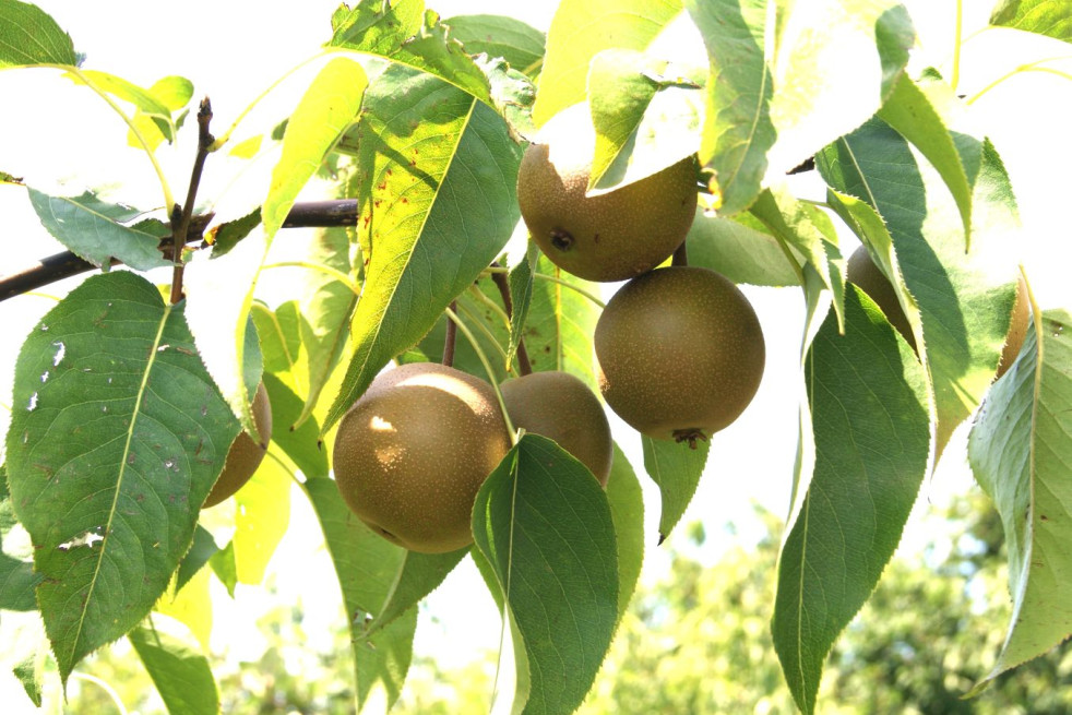 Pyrus pyrifolia 'shinseiki' Pyrus pyrifolia 'shinseiki'