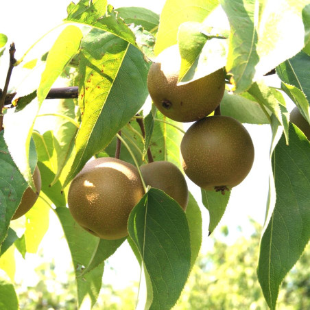 Pyrus pyrifolia 'shinseiki'