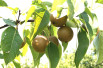 Pyrus pyrifolia 'shinseiki'
