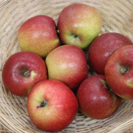 Malus domestica Jonathan - Bahnmoeller, CC BY-SA 3.0, via Wikimedia Commons