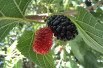 Morus alba Milanówek - DS28, CC BY-SA 4.0, via Wikimedia Commons