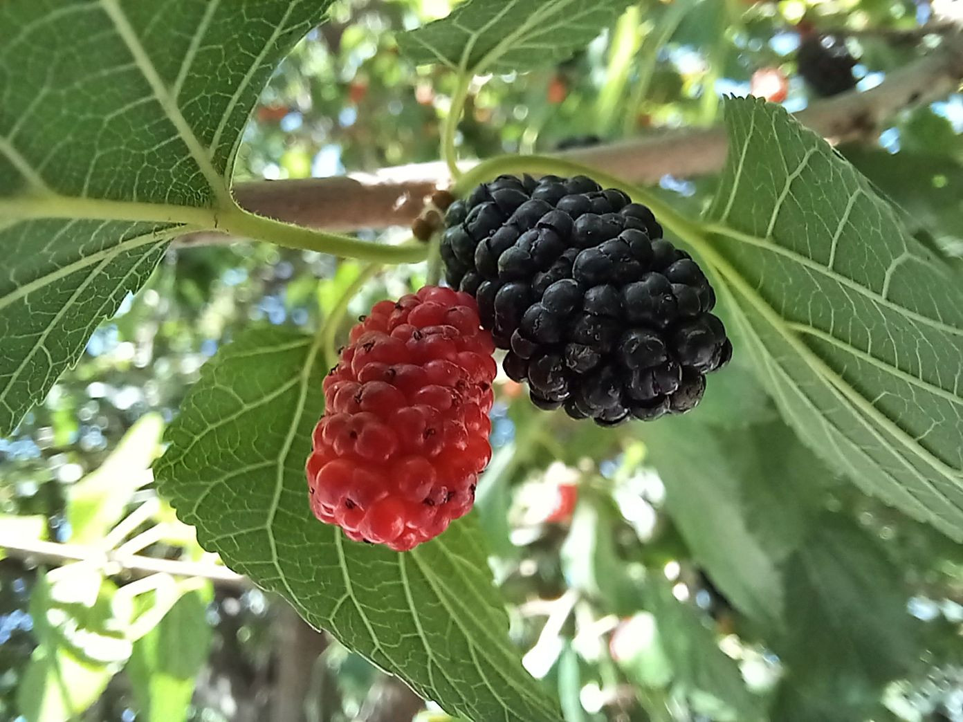 Moerbeiboom Milanowek