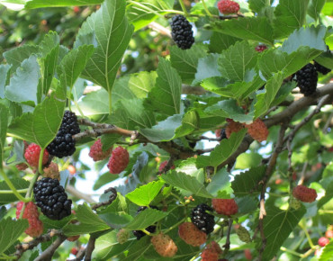 Morus rubra illinois Everbearing - Anastasija1984, CC BY-SA 3.0, via Wikimedia Commons