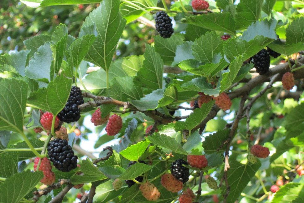 Morus rubra illinois Everbearing - Anastasija1984, CC BY-SA 3.0, via Wikimedia Commons Morus rubra illinois Everbearing - Anastasija1984, CC BY-SA 3.0, via Wikimedia Commons