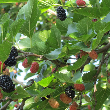 Morus rubra illinois Everbearing - Anastasija1984, CC BY-SA 3.0, via Wikimedia Commons