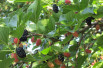 Morus rubra illinois Everbearing - Anastasija1984, CC BY-SA 3.0, via Wikimedia Commons
