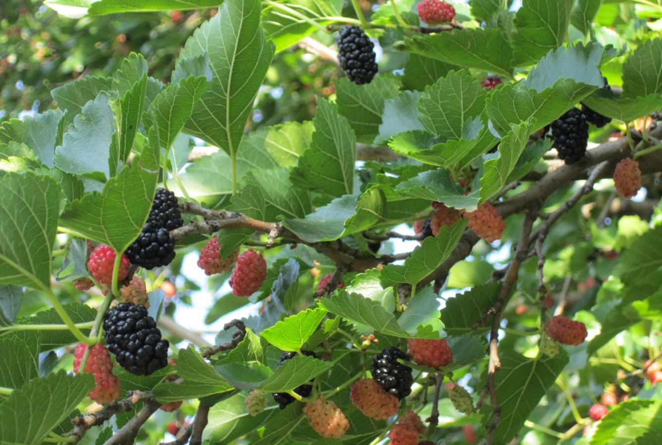 Illinois Everbearing mulberry tree