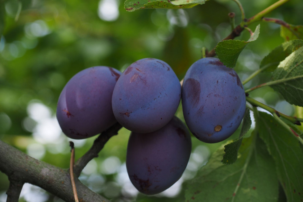 Prunus domestica Bleue de Belgique