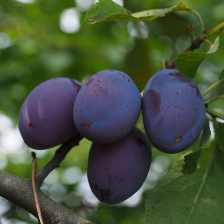 Prunus domestica Bleue de Belgique