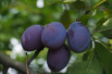 Prunus domestica Bleue de Belgique Prunus domestica Bleue de Belgique