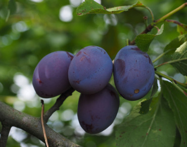 Prunus domestica Bleue de Belgique