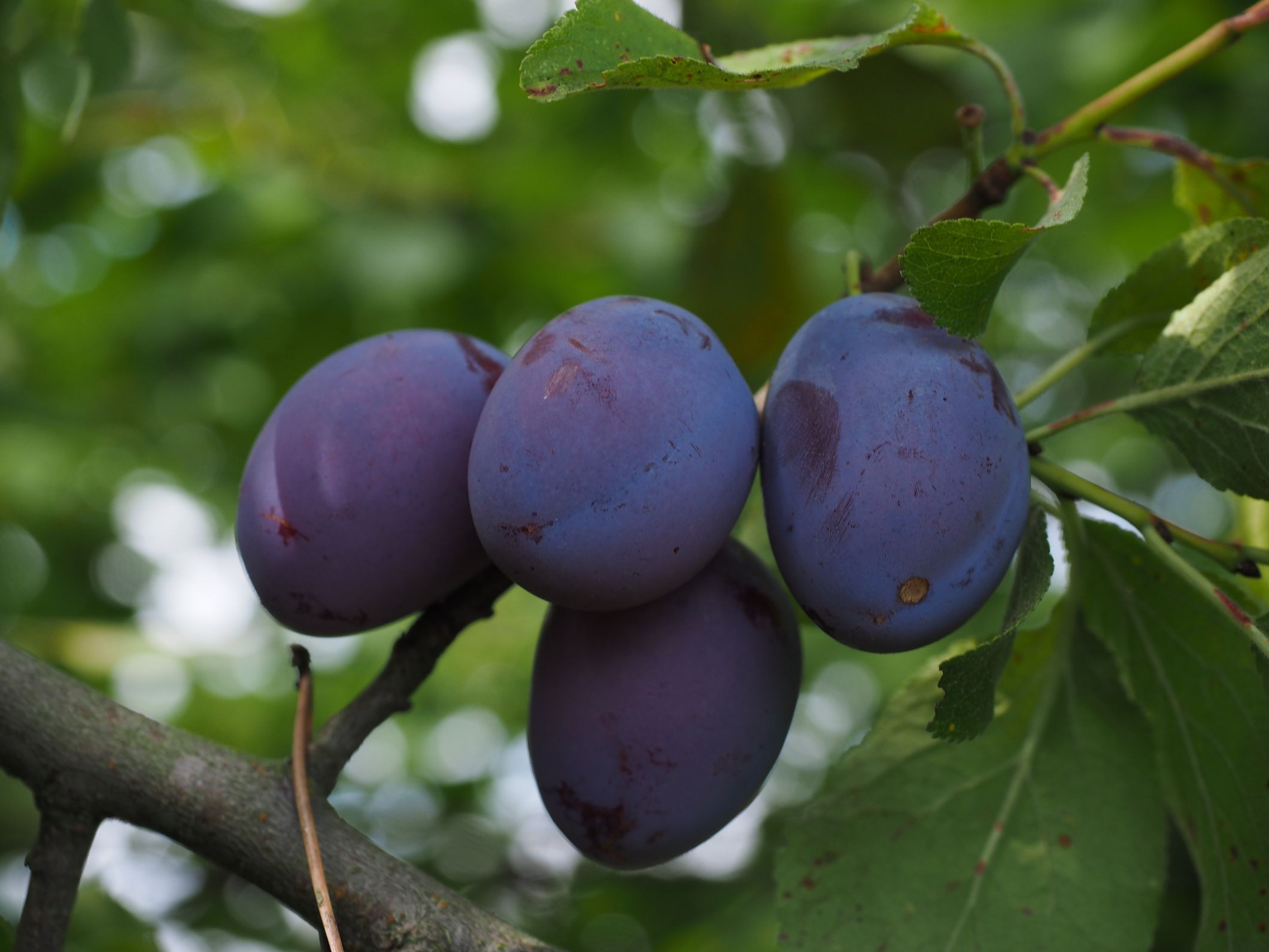Plum tree Bleue de Belgique (in 10 liter pot)