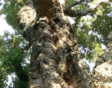 Quercus suber - Jardins du Monde.be