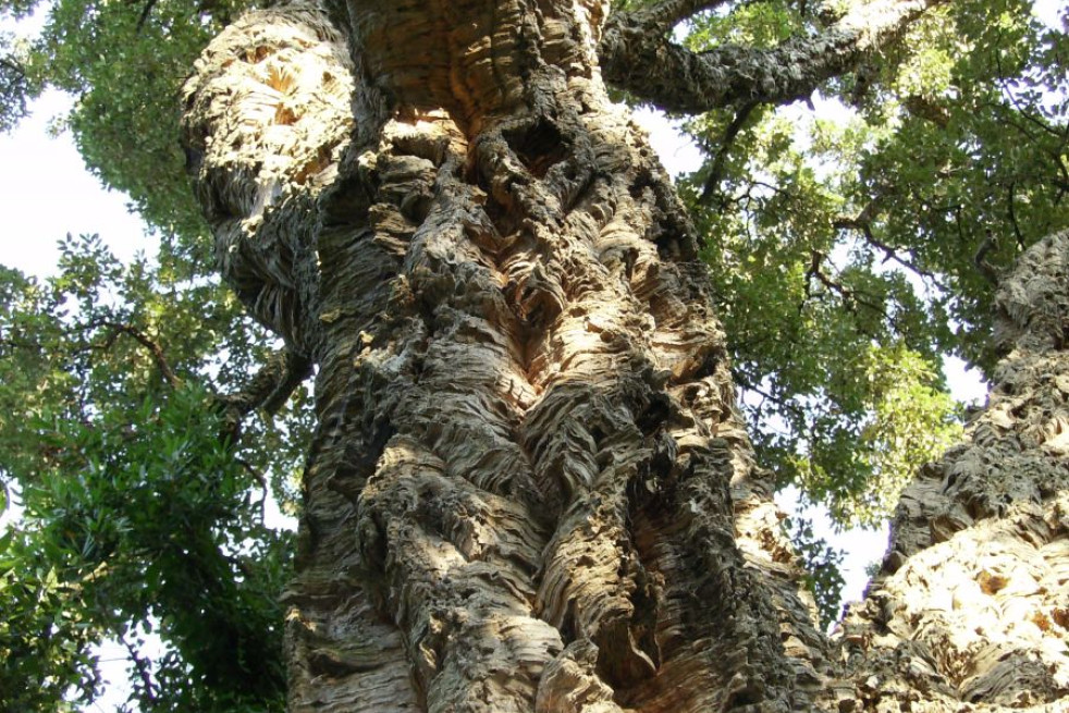 Quercus suber - Jardins du Monde.be