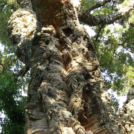 Quercus suber - Jardins du Monde.be
