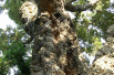 Quercus suber - Jardins du Monde.be