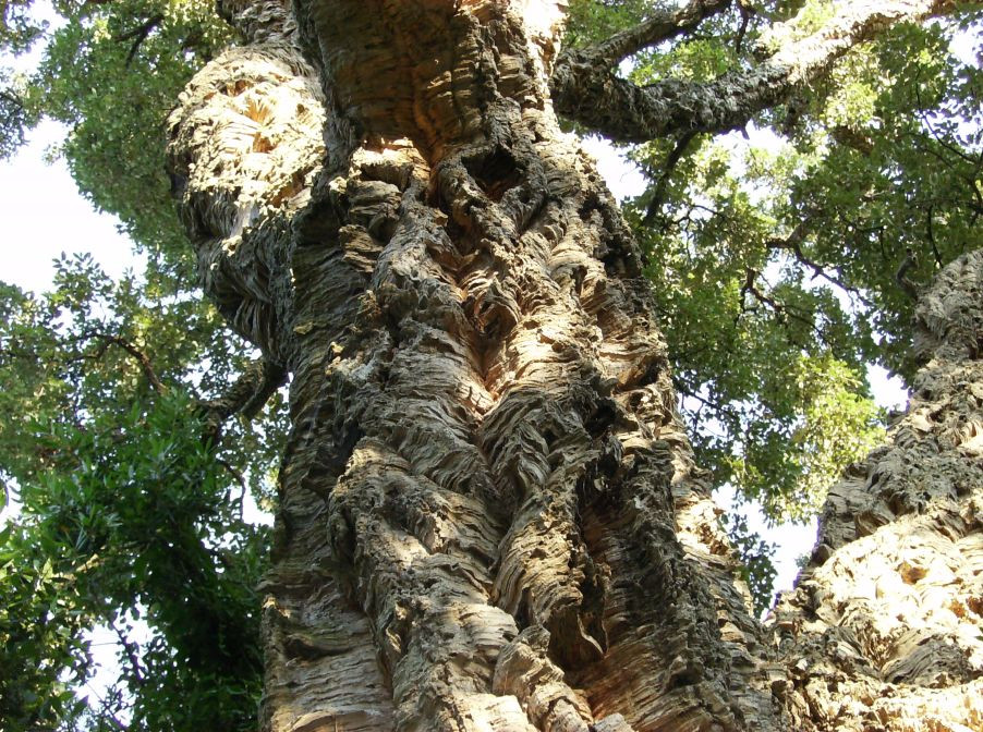 Cork Oak