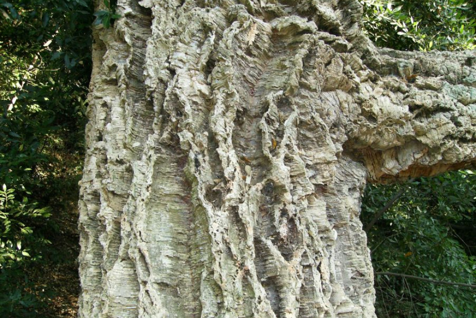 Quercus suber - Jardins du Monde.be