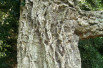 Quercus suber - Jardins du Monde.be