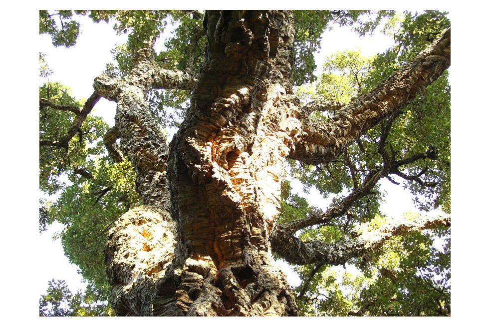 Quercus suber - Jardins du Monde.be
