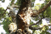 Quercus suber - Jardins du Monde.be