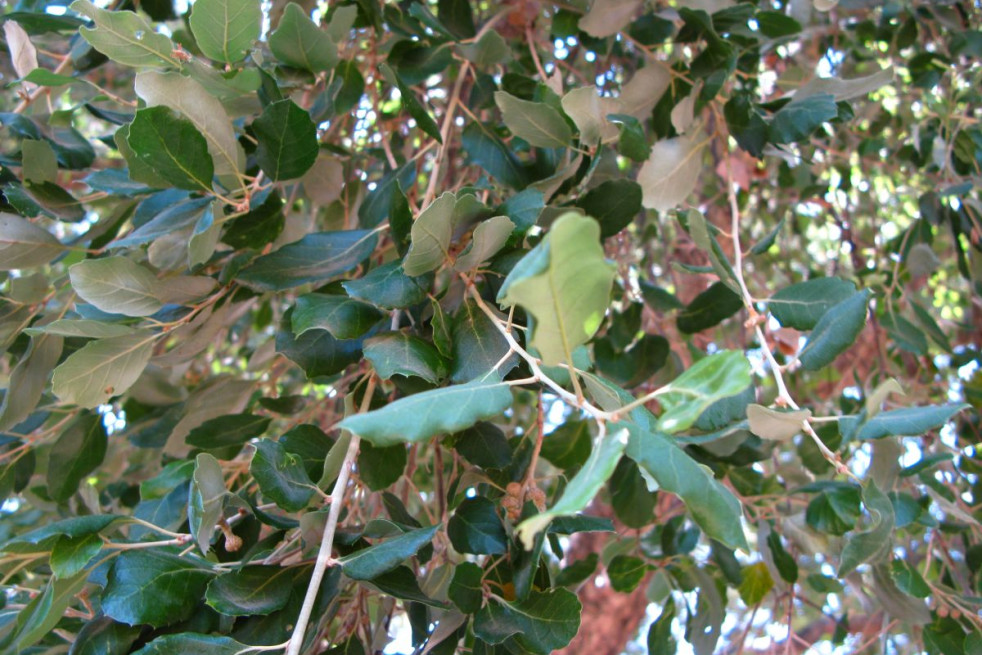 Quercus suber - Arielinson, CC BY-SA 4.0, via Wikimedia Commons