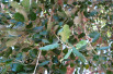 Quercus suber - Arielinson, CC BY-SA 4.0, via Wikimedia Commons