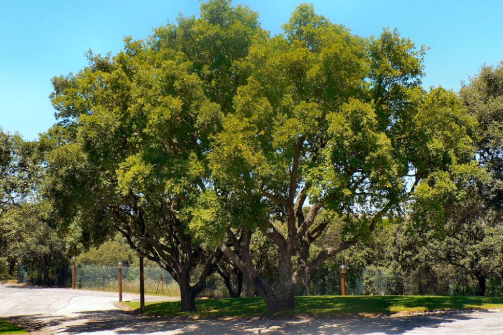 Quercus suber - Paulo Juntas, CC BY-SA 2.5, via Wikimedia Commons
