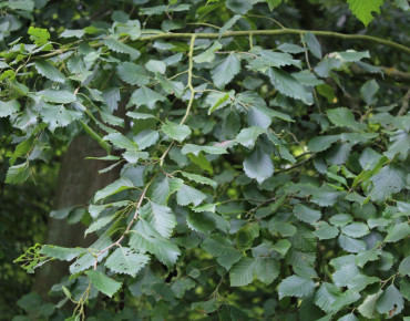 Alnus incana - Jardins du Monde.be