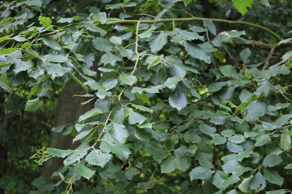 Alnus incana - Jardins du Monde.be