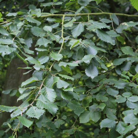 Alnus incana - Jardins du Monde.be