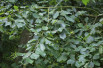 Alnus incana - Jardins du Monde.be