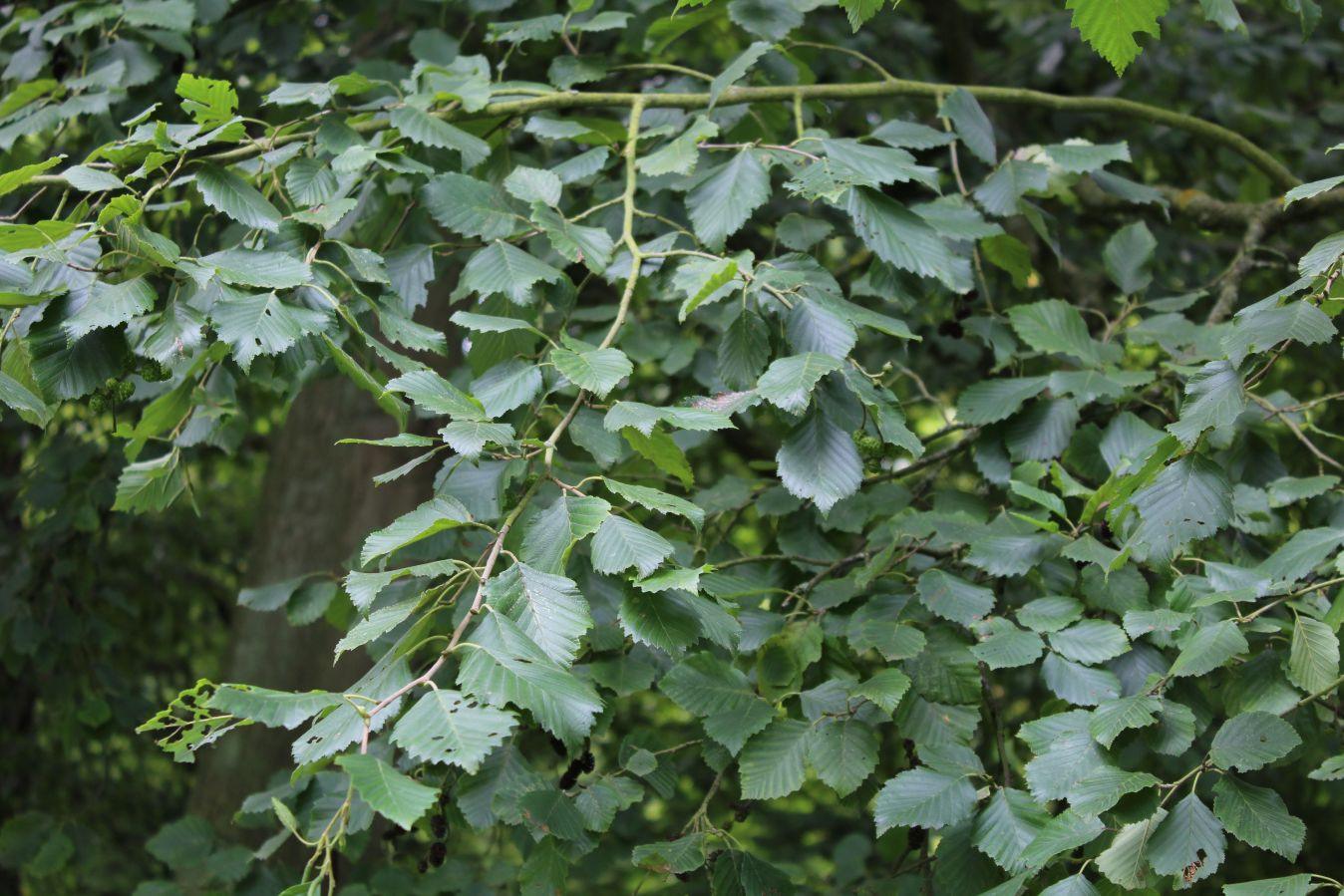 Grey Alder