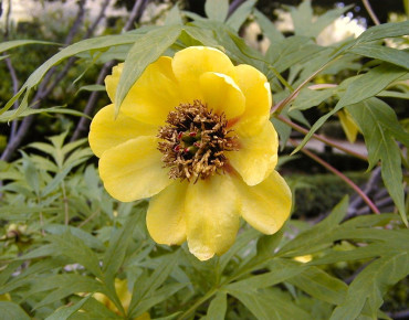 Paeonia lutea - A. Barra, CC BY 3.0, via Wikimedia Commons