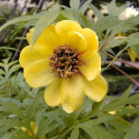 Paeonia lutea - A. Barra, CC BY 3.0, via Wikimedia Commons