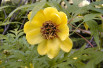 Paeonia lutea - A. Barra, CC BY 3.0, via Wikimedia Commons