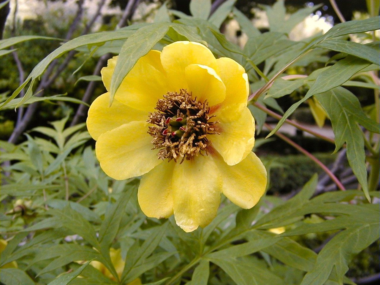 Yellow Tree paeony