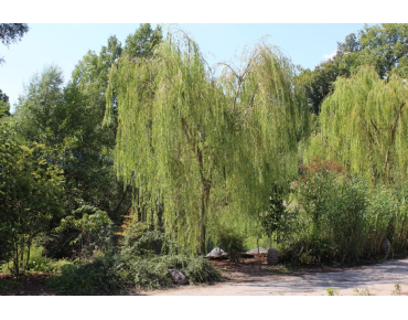 Salix sepulcralis Chrysocoma - Jardins du Monde.be