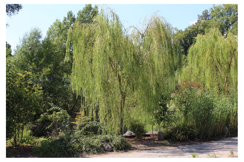 Salix sepulcralis Chrysocoma - Jardins du Monde.be
