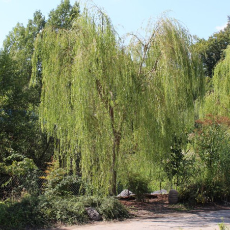Salix sepulcralis Chrysocoma - Jardins du Monde.be