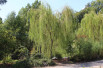 Salix sepulcralis Chrysocoma - Jardins du Monde.be
