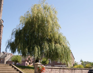 Salix sepulcralis Chrysocoma - Jardins du Monde.be