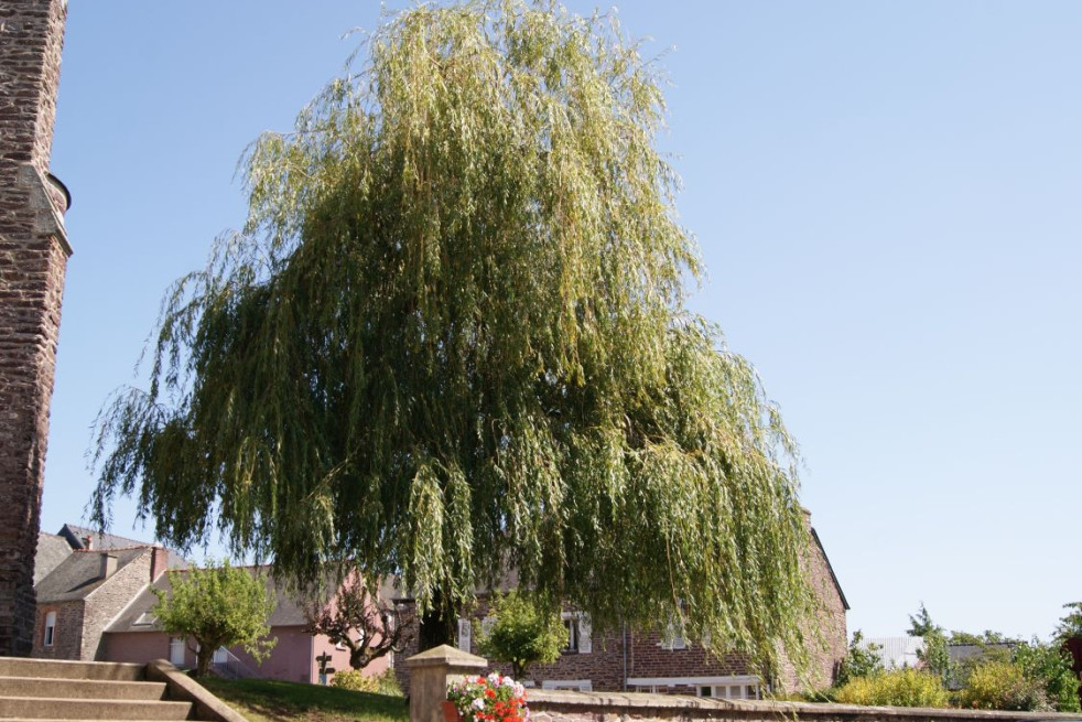 Salix sepulcralis Chrysocoma - Jardins du Monde.be