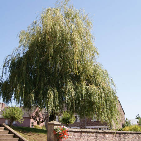 Salix sepulcralis Chrysocoma - Jardins du Monde.be