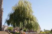 Salix sepulcralis Chrysocoma - Jardins du Monde.be