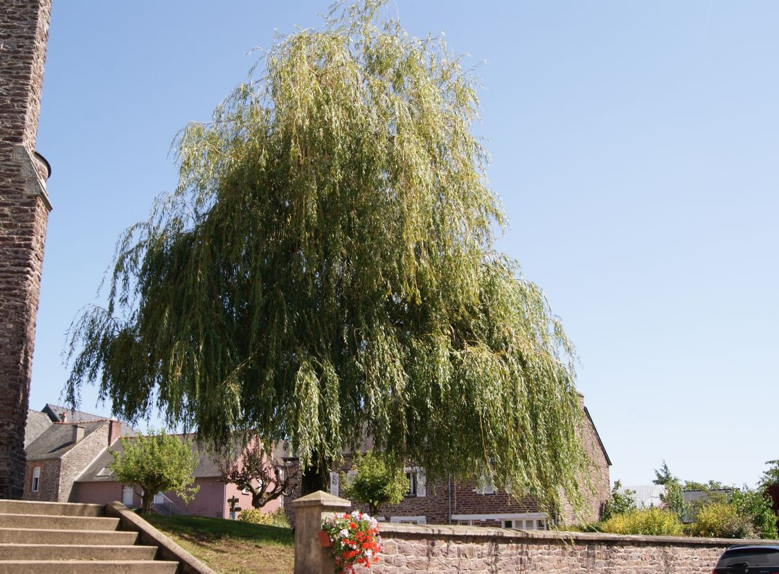 Golden weeping willow